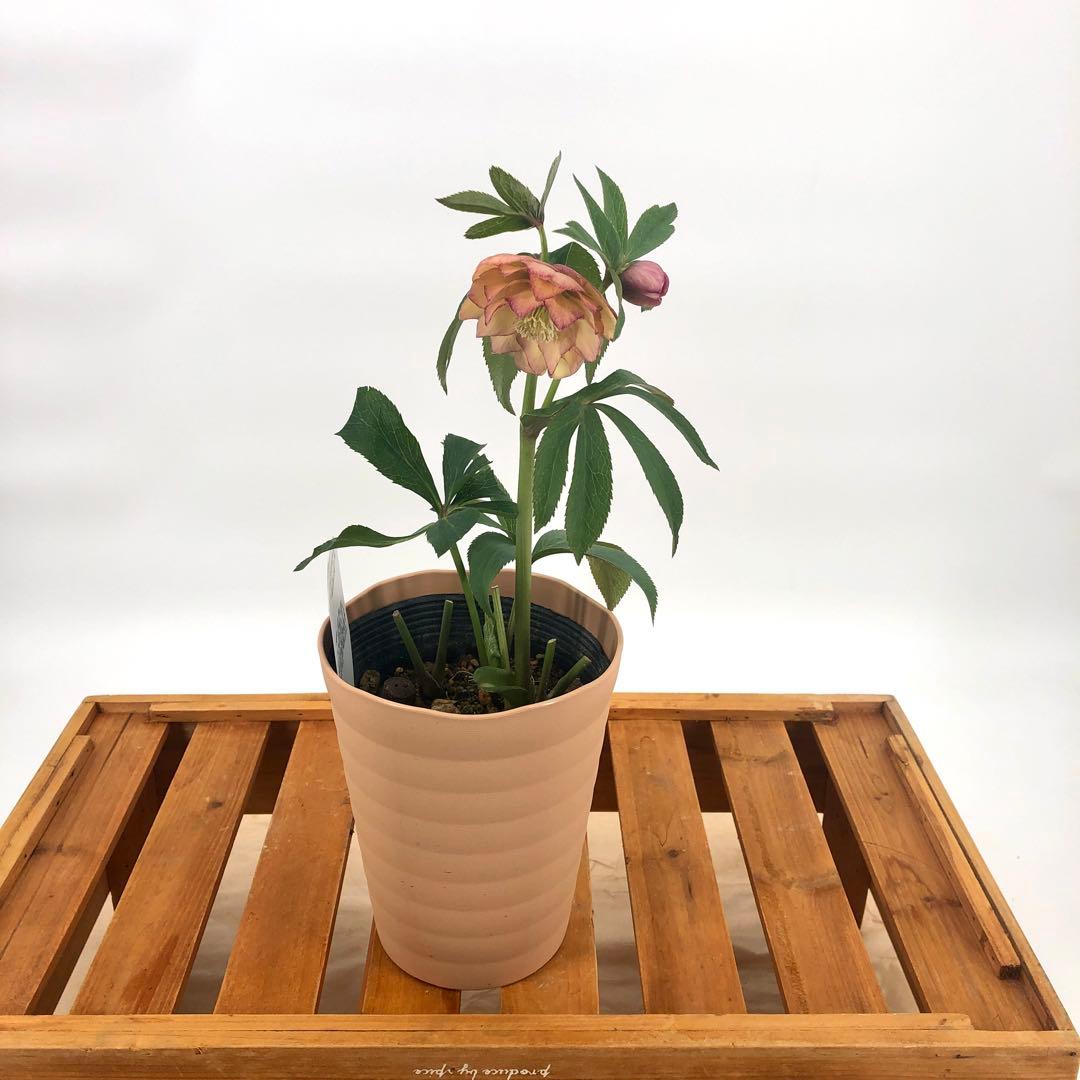 茶鉢5号 クリスマスローズ　八重咲き　5鉢