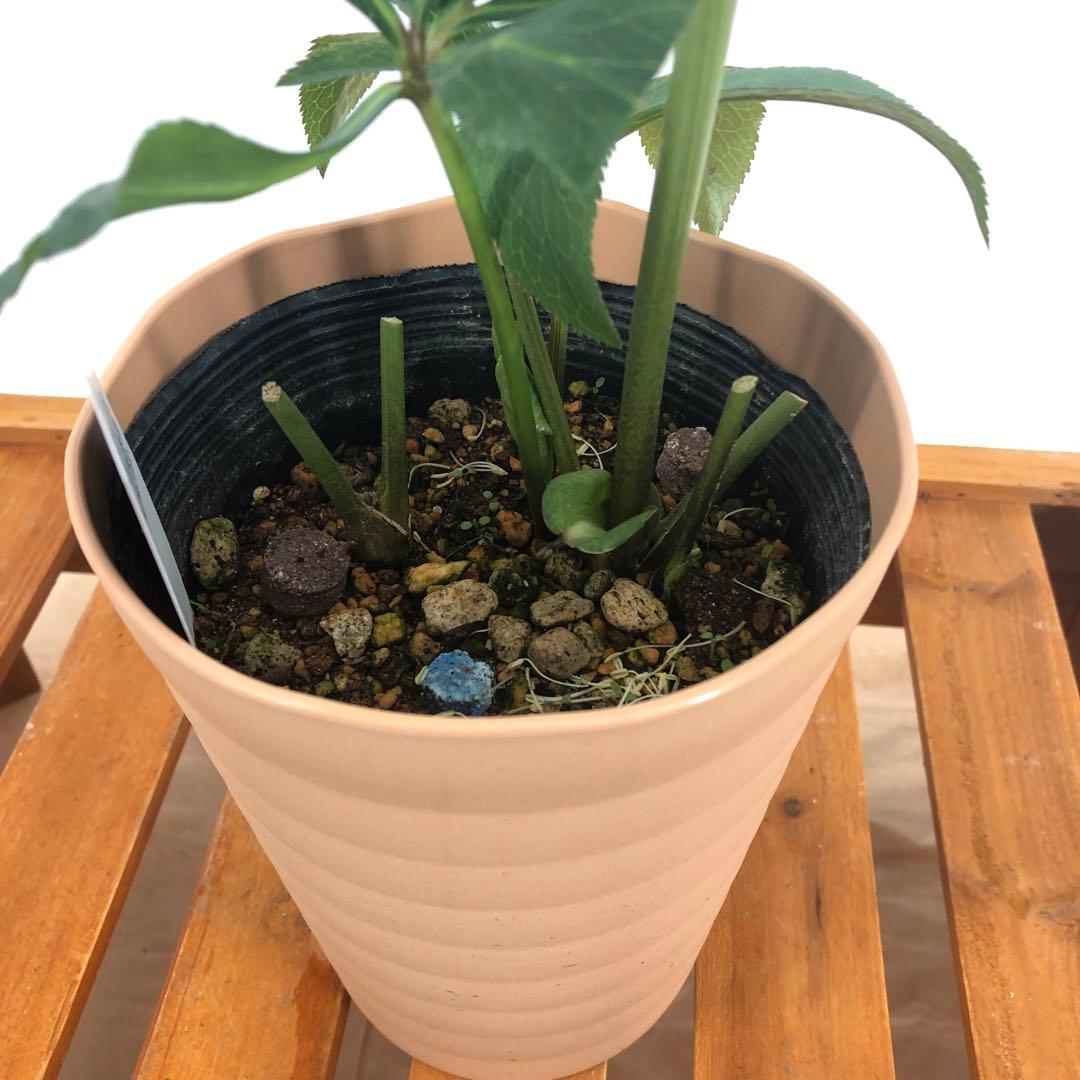 茶鉢5号 クリスマスローズ　八重咲き　5鉢