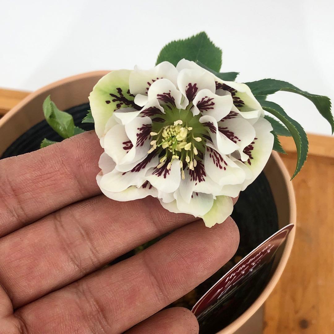 茶鉢5号 クリスマスローズ　八重咲き　5鉢