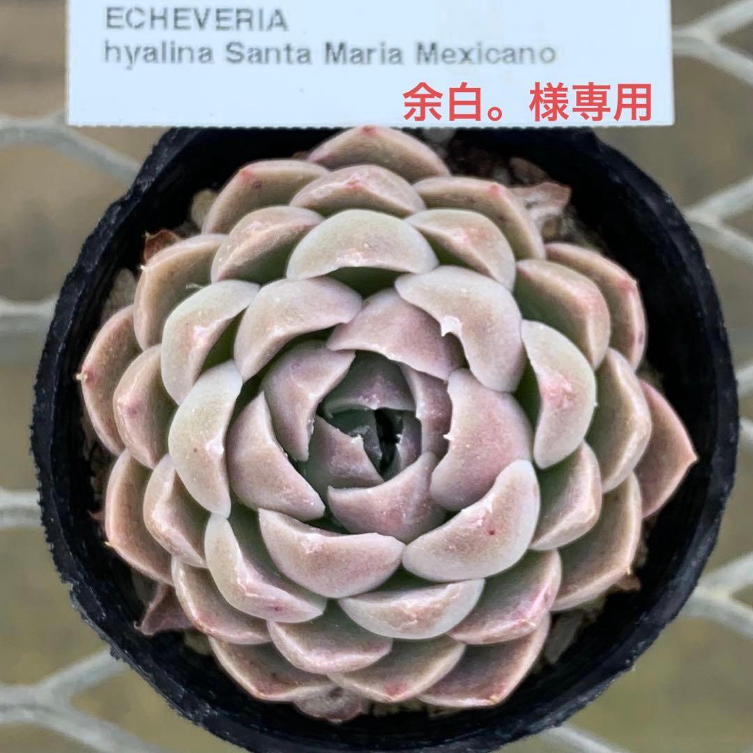 余白。様 リクエスト 3点 まとめ商品