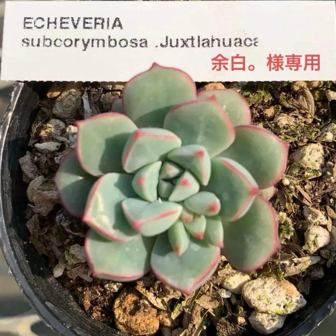 余白。様 リクエスト 3点 まとめ商品