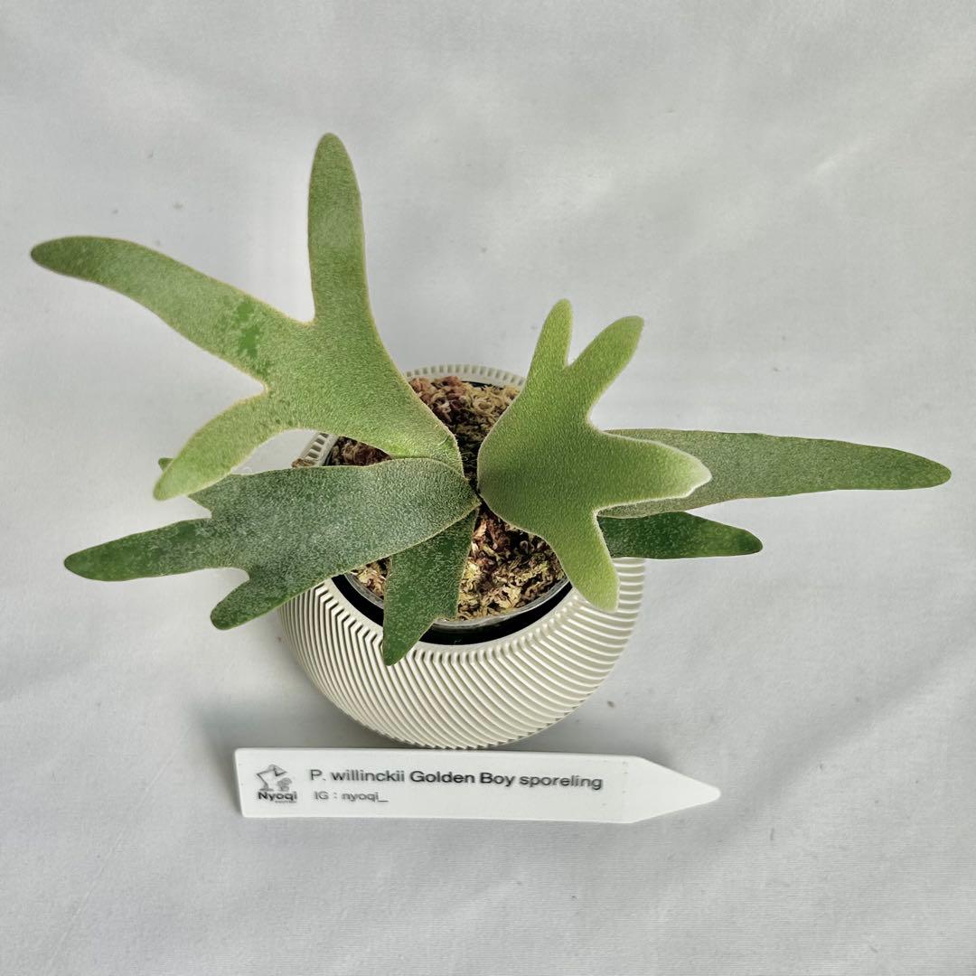 『SALE』P. wilinckii Golden Boy spore【95】