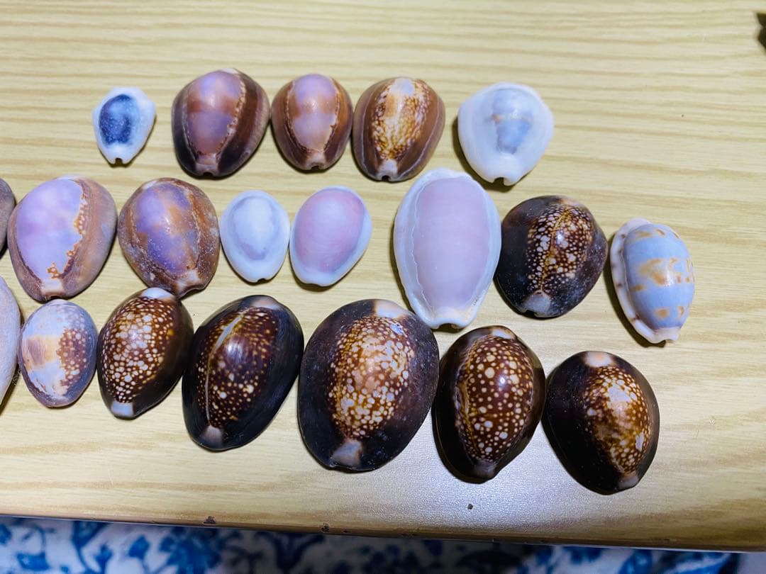 貝殻セット　宝貝
