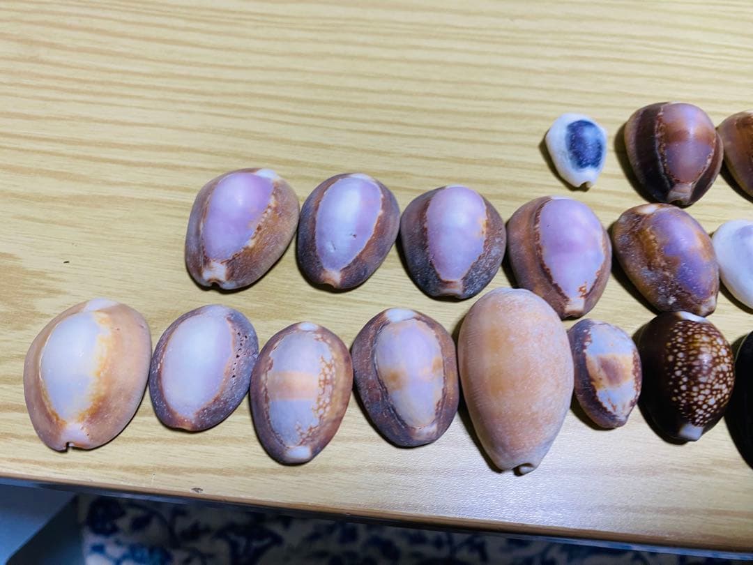 貝殻セット　宝貝
