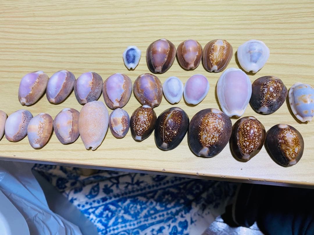 貝殻セット　宝貝