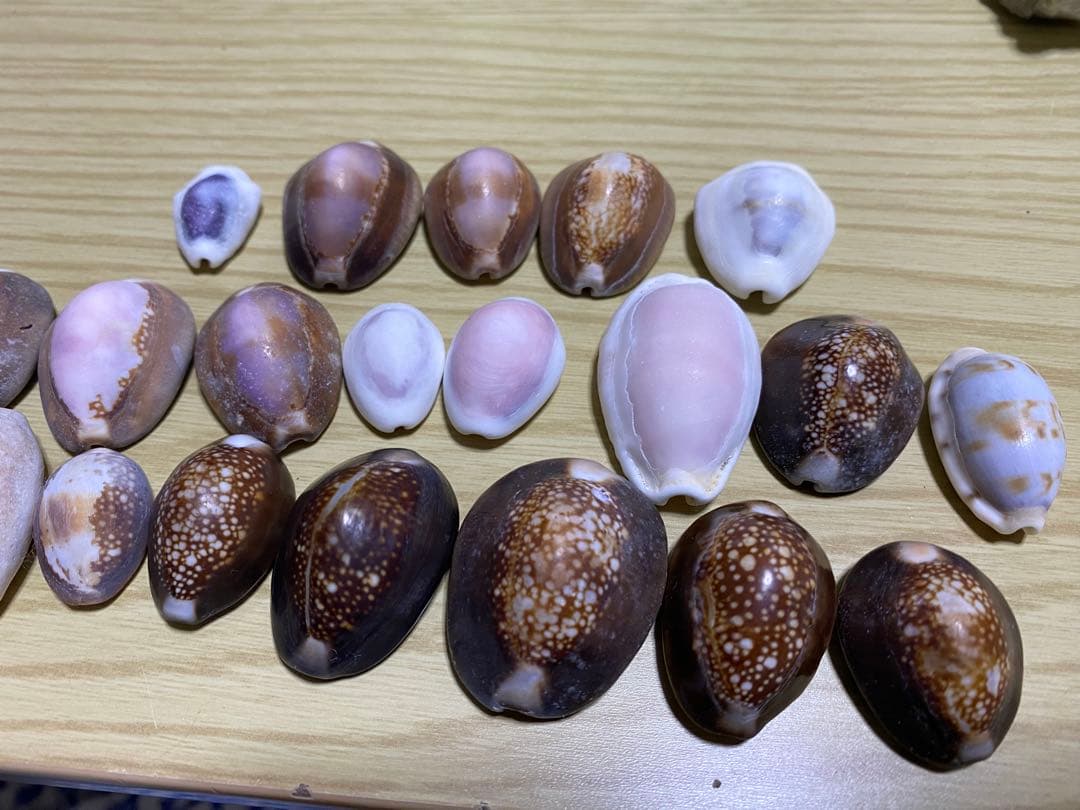貝殻セット　宝貝