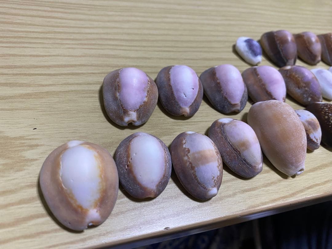 貝殻セット　宝貝