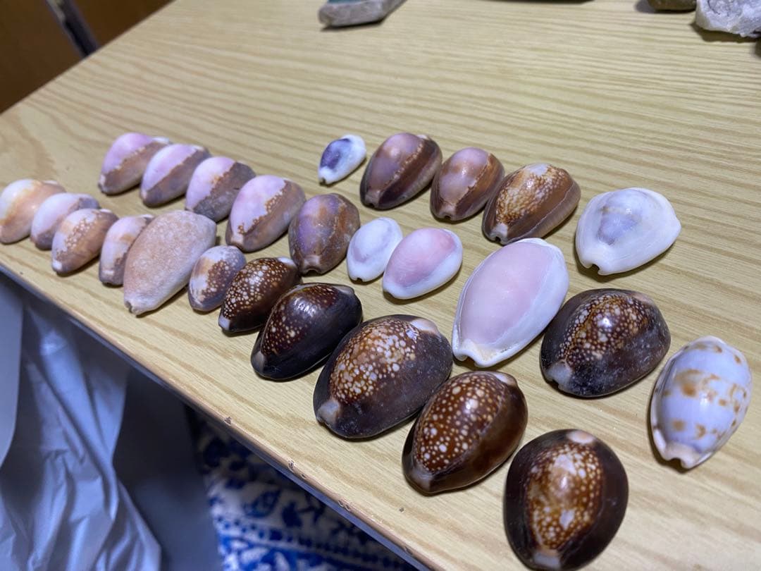貝殻セット　宝貝