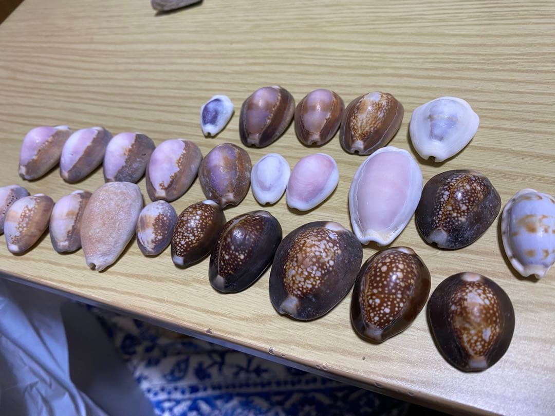 貝殻セット　宝貝