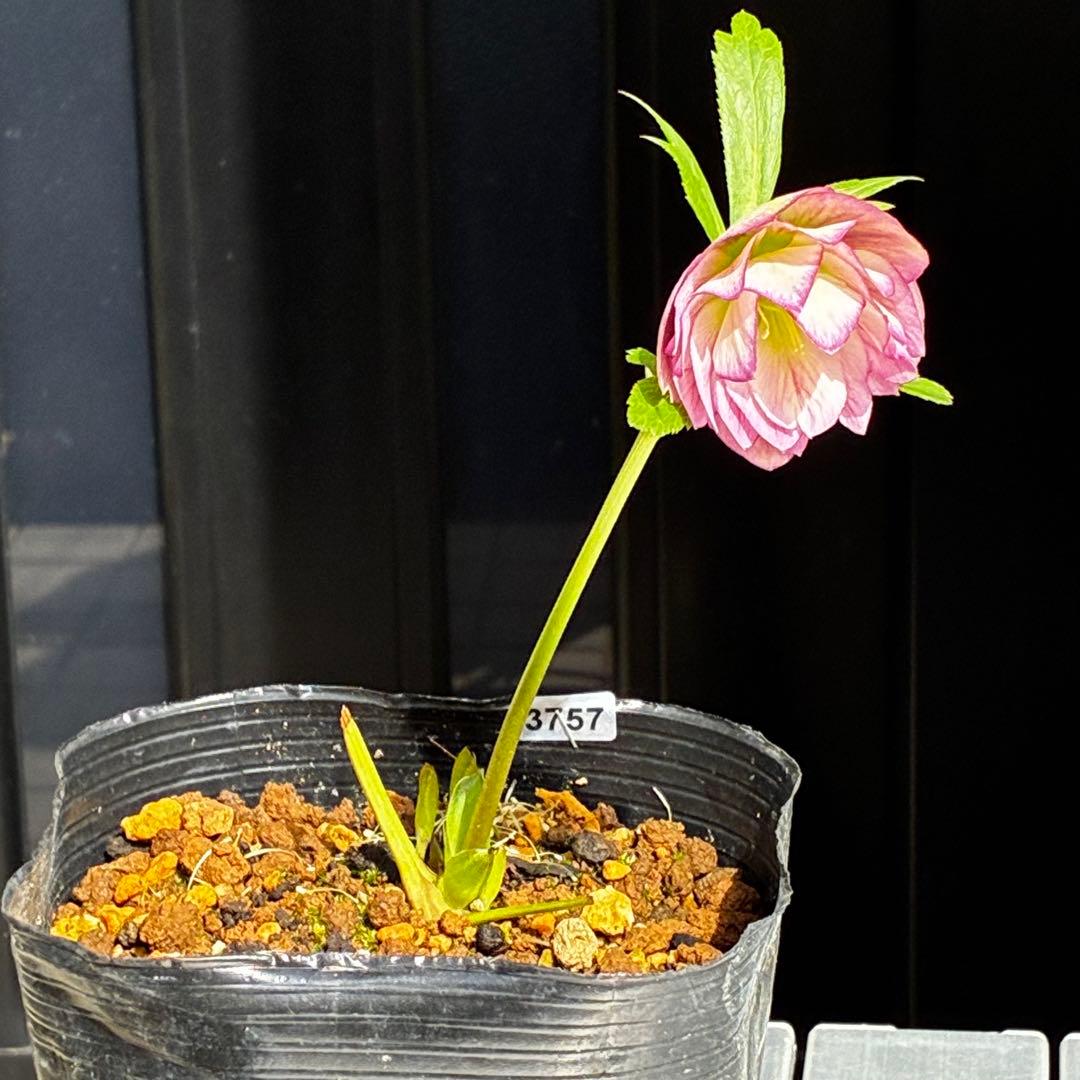 3757⭐️ずっと美人ピンク⭐️小輪⭐️多弁⭐️ぼかしベイン⭐️加藤農園⭐️