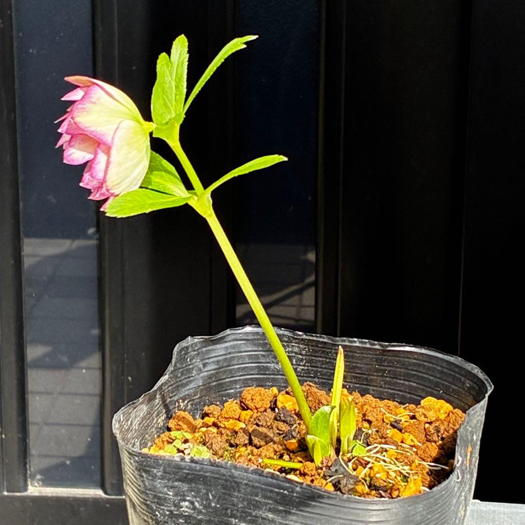 3757⭐️ずっと美人ピンク⭐️小輪⭐️多弁⭐️ぼかしベイン⭐️加藤農園⭐️