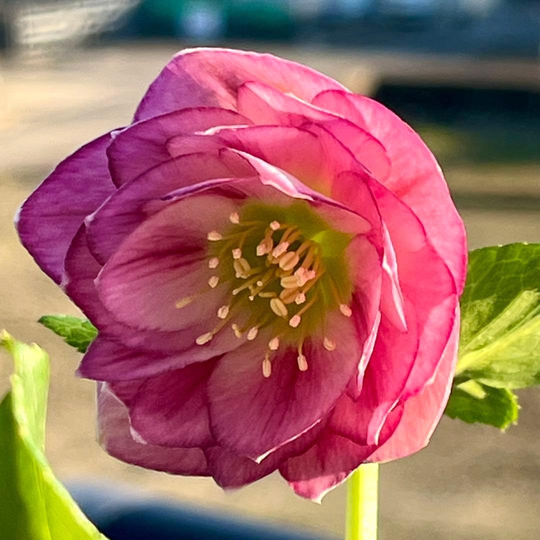 3757⭐️ずっと美人ピンク⭐️小輪⭐️多弁⭐️ぼかしベイン⭐️加藤農園⭐️