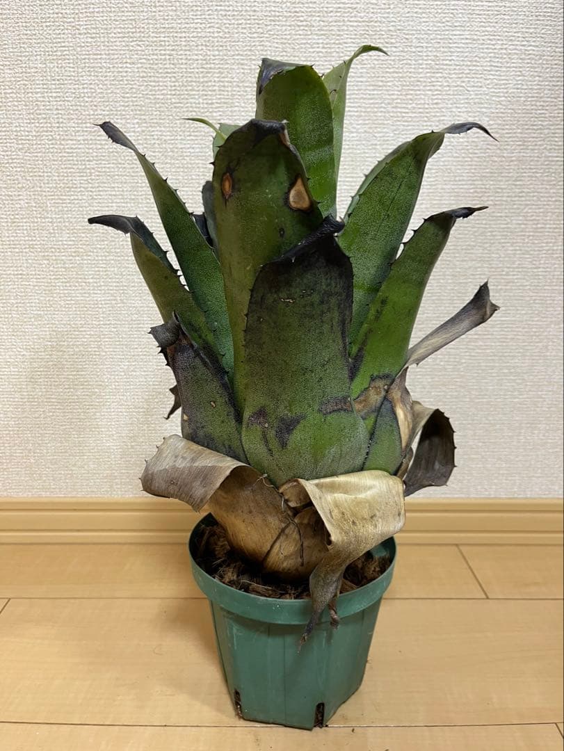 ふ*み様 ホヘンベルギア　レオポルドホルスティ（ブラックフォーム）