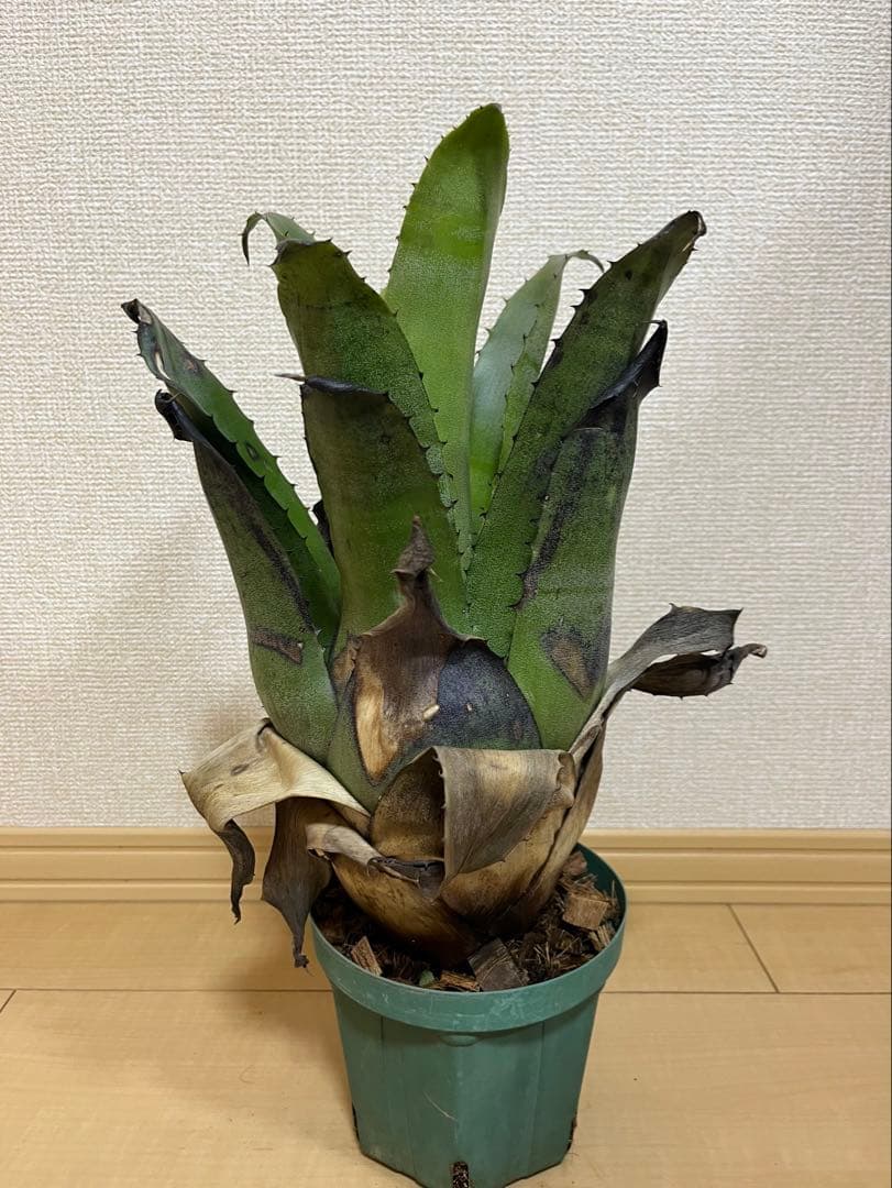 ふ*み様 ホヘンベルギア　レオポルドホルスティ（ブラックフォーム）