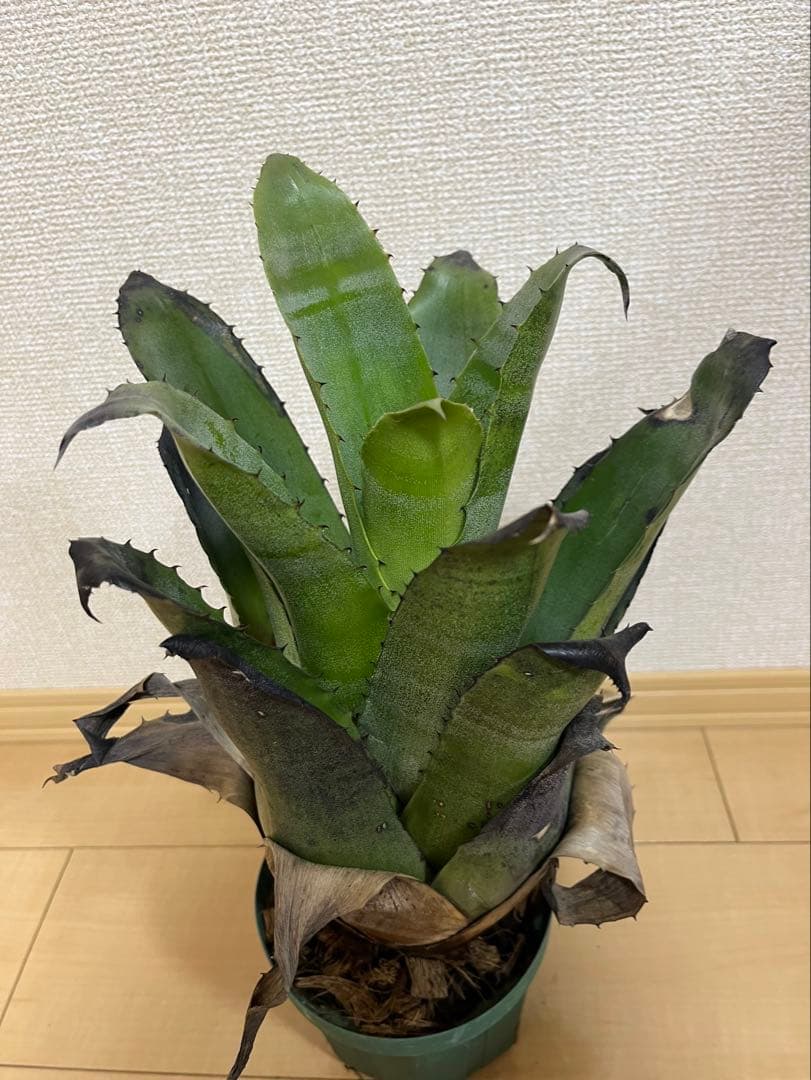 ふ*み様 ホヘンベルギア　レオポルドホルスティ（ブラックフォーム）