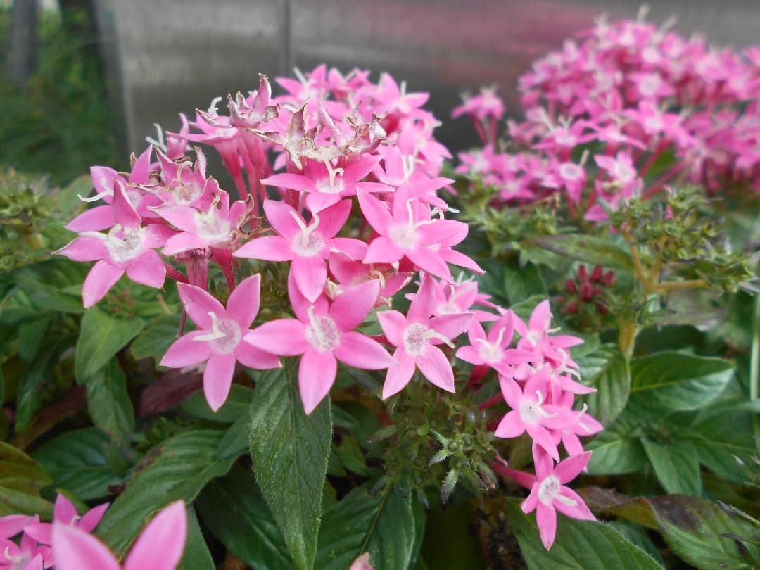 乾電池式/実写美⭕️【動作確認済】Nikon COOLPIX L30 シルバー