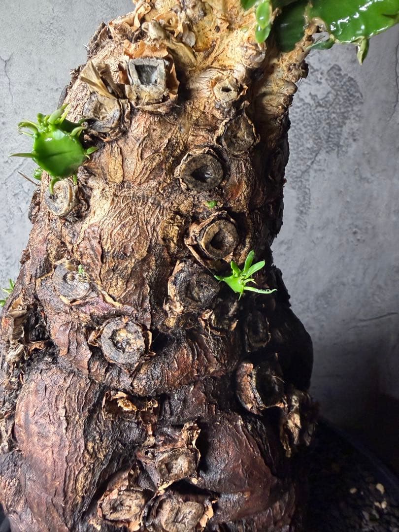 超特大　ユーフォルビア　ムランジーナ　活着済み