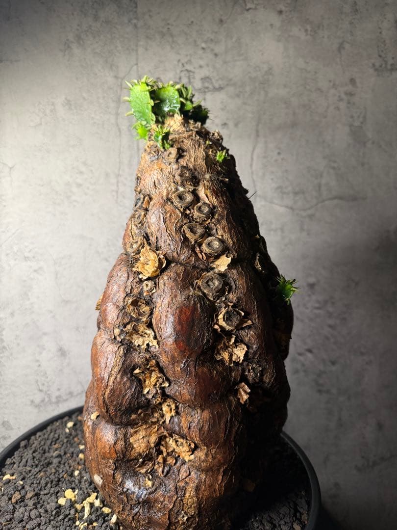 超特大　ユーフォルビア　ムランジーナ　活着済み