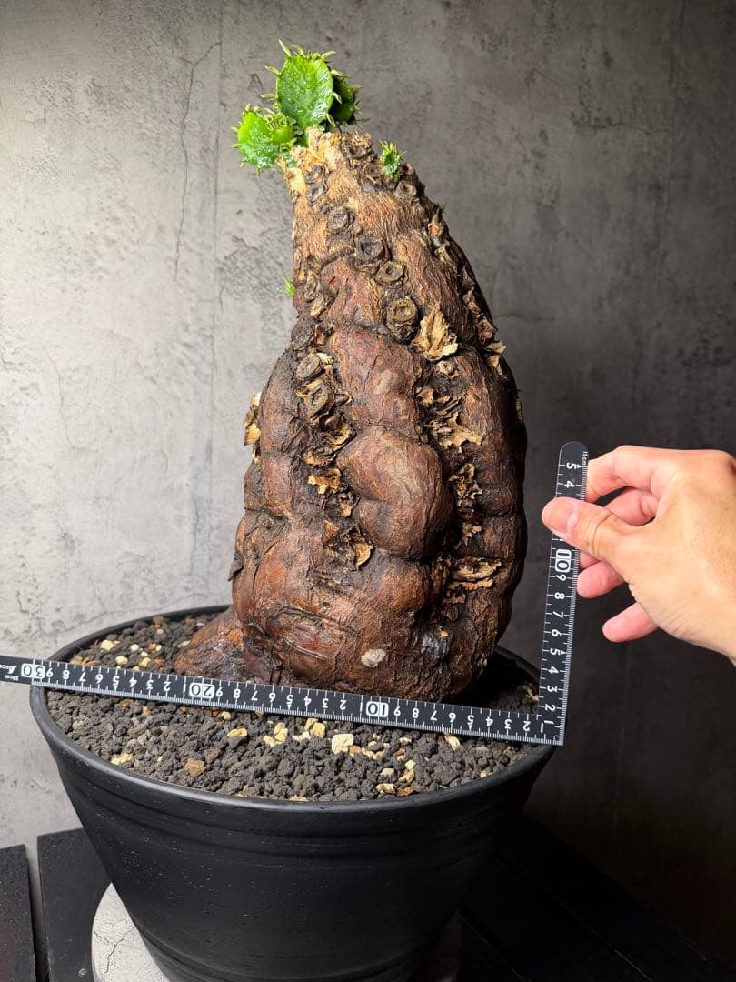 超特大　ユーフォルビア　ムランジーナ　活着済み