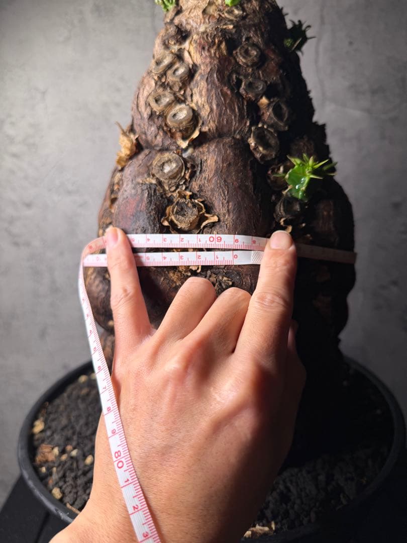 超特大　ユーフォルビア　ムランジーナ　活着済み