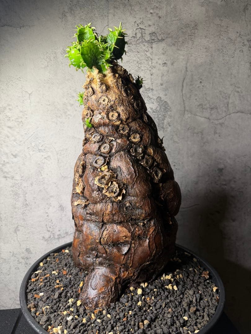 超特大　ユーフォルビア　ムランジーナ　活着済み