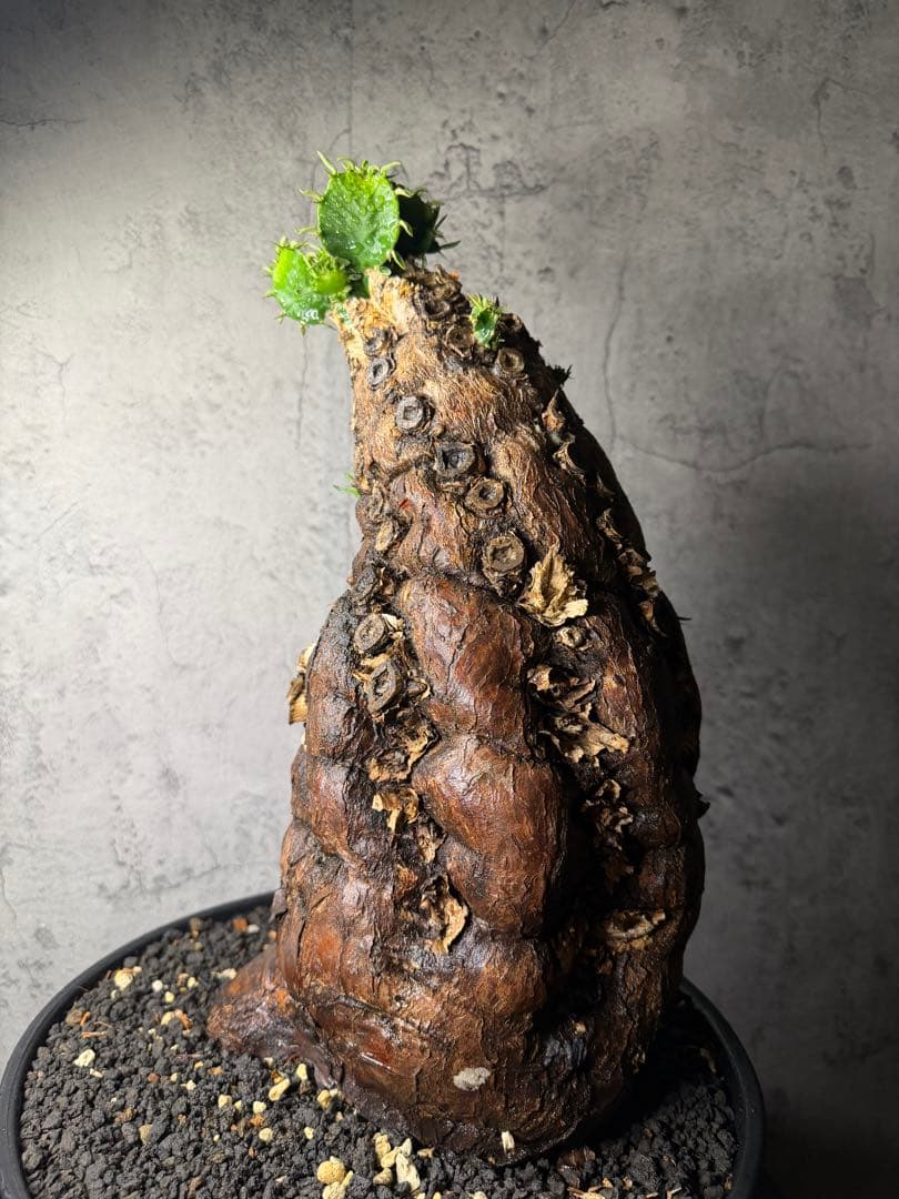 超特大　ユーフォルビア　ムランジーナ　活着済み