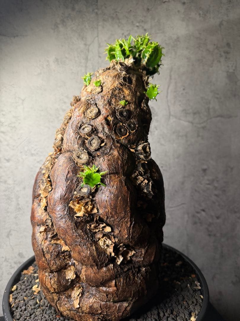 超特大　ユーフォルビア　ムランジーナ　活着済み