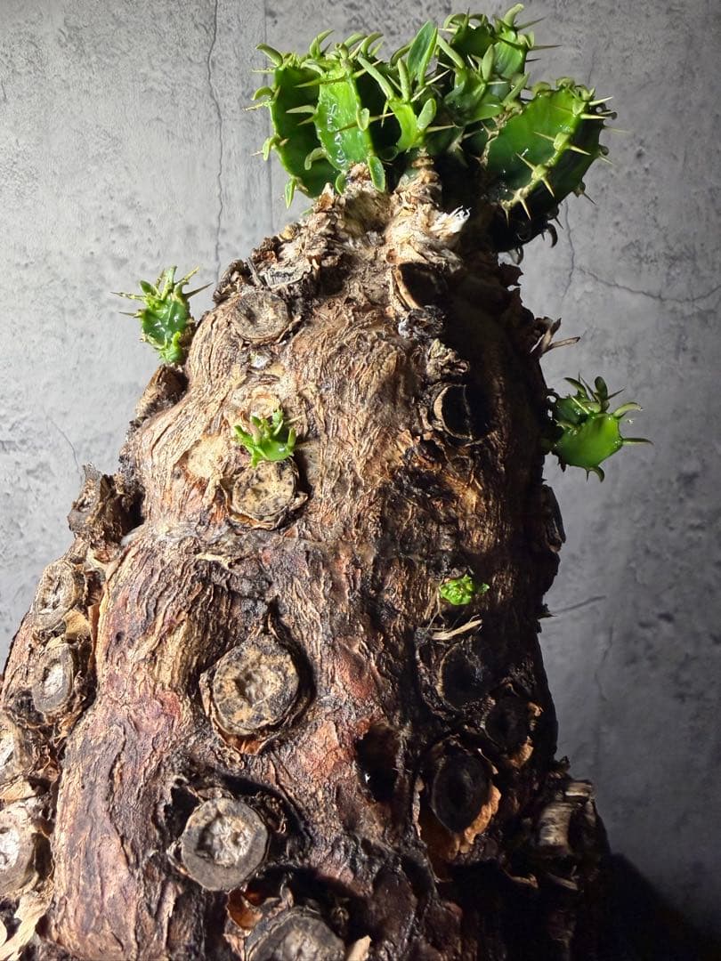 超特大　ユーフォルビア　ムランジーナ　活着済み