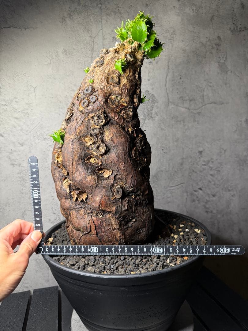 超特大　ユーフォルビア　ムランジーナ　活着済み