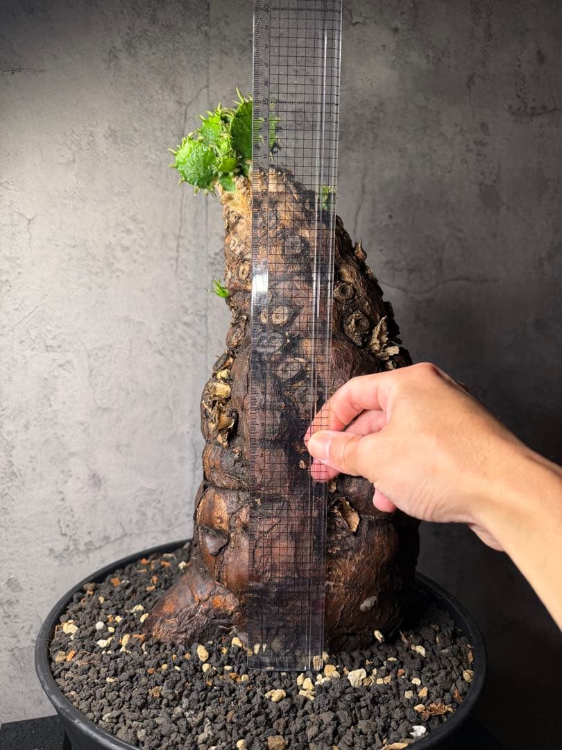 超特大　ユーフォルビア　ムランジーナ　活着済み