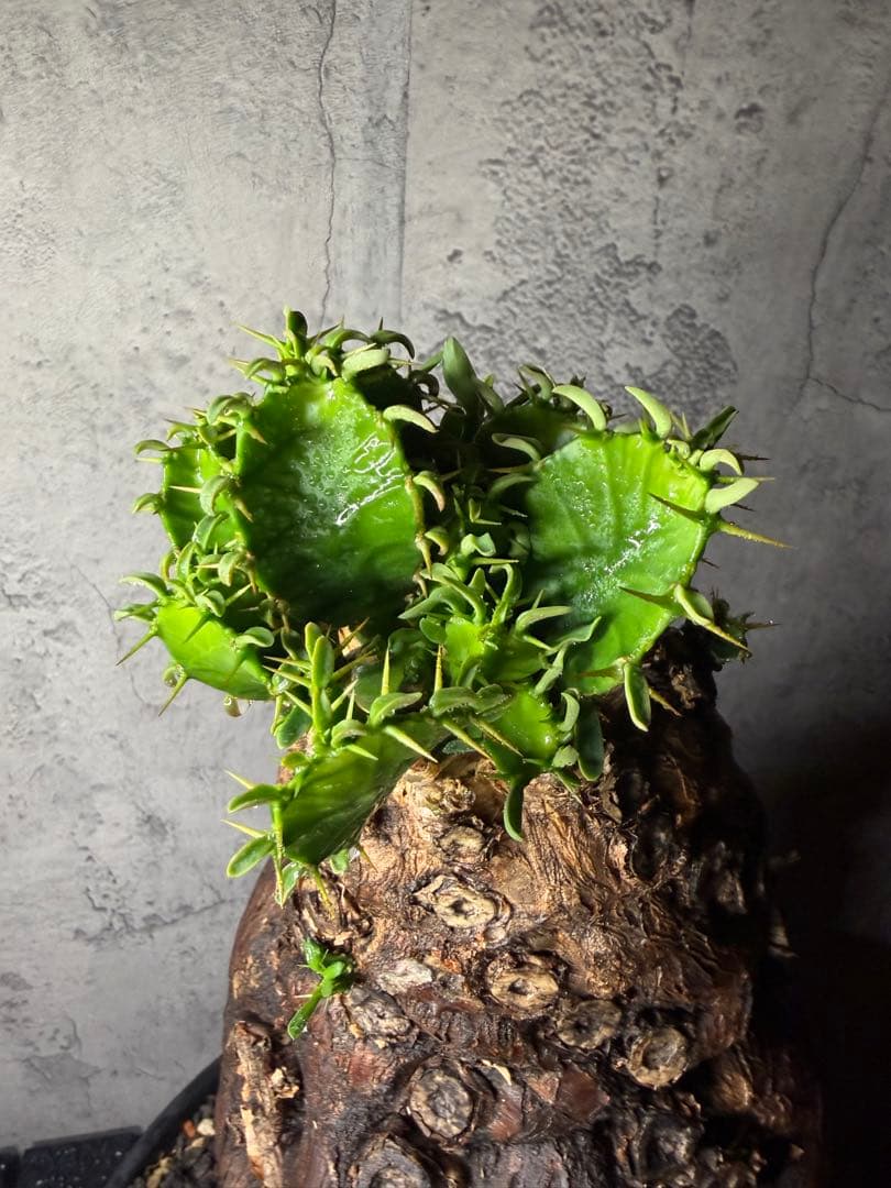 超特大　ユーフォルビア　ムランジーナ　活着済み
