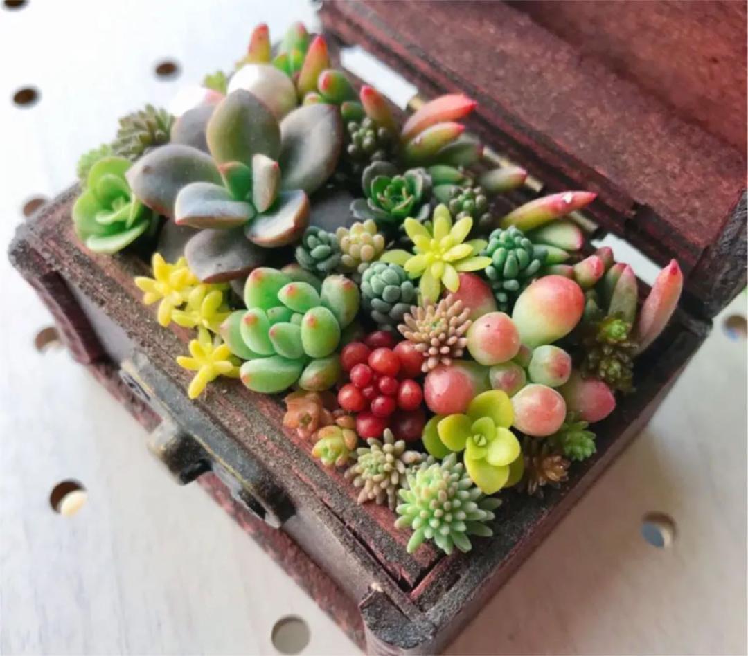 ★★豪華❤️★ヴィンテージボックス★寄せ植え★このまま飾れます★多肉植物