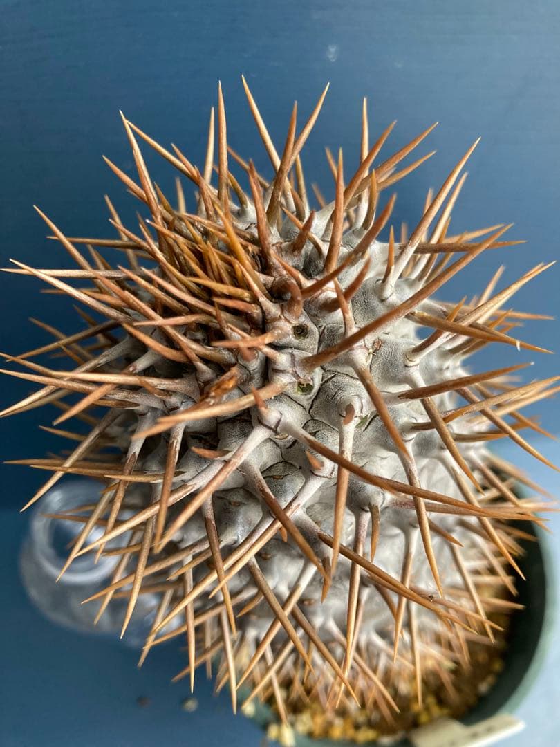 パキポディウム ラメレイ ラメリー 大苗 実生苗 塊根植物 超巨大化