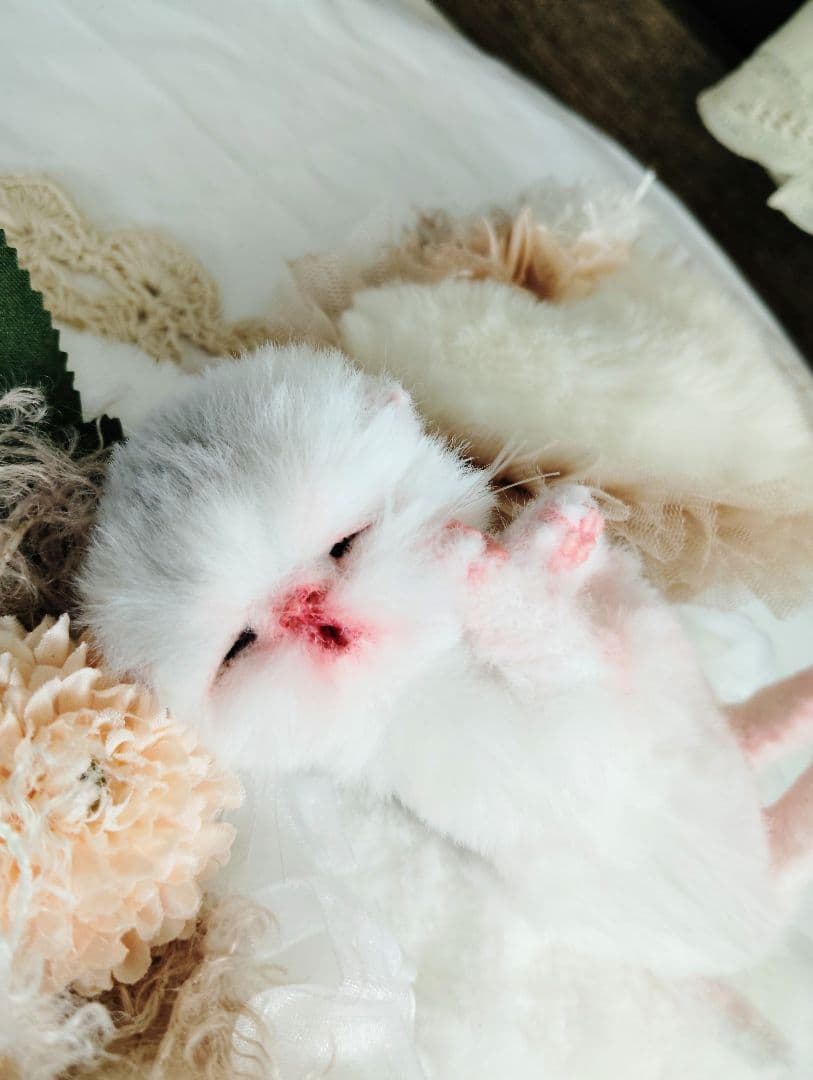 生まれたて♡生後２日子猫ちゃん♡エキゾベビー♡お布団セット♡アートドール♡