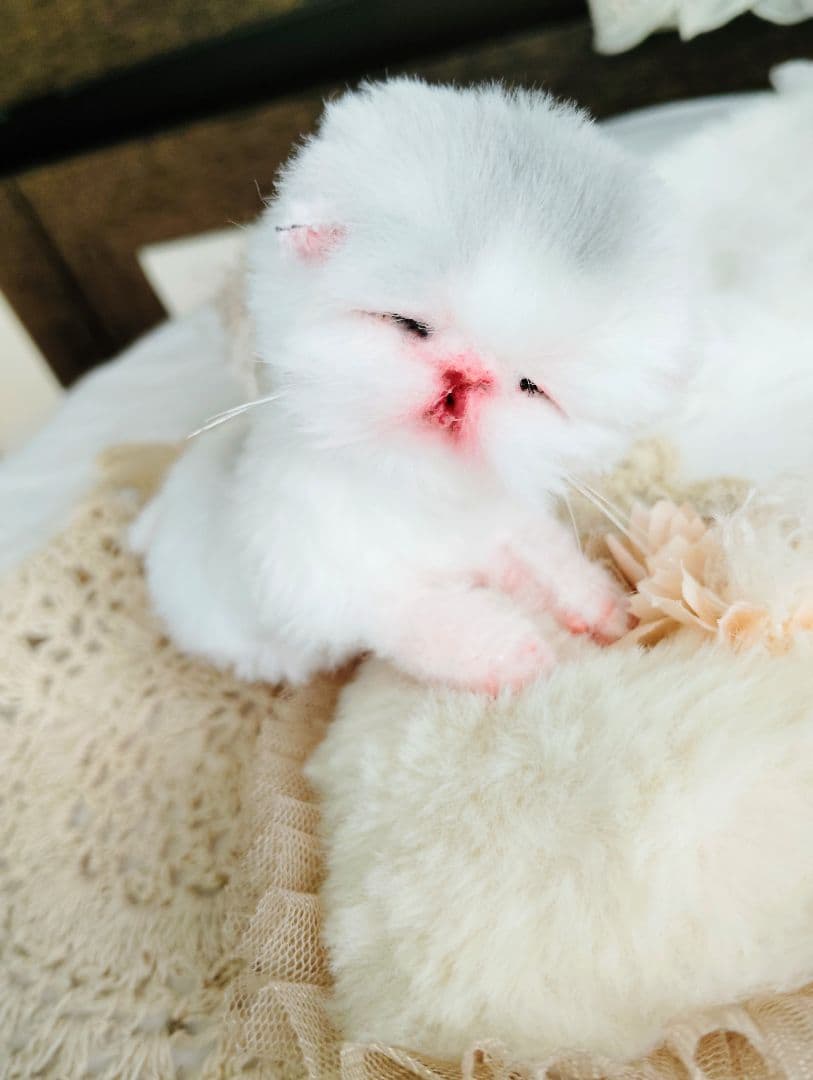 生まれたて♡生後２日子猫ちゃん♡エキゾベビー♡お布団セット♡アートドール♡