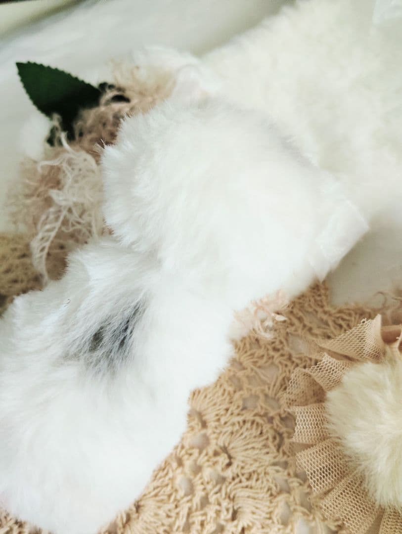 生まれたて♡生後２日子猫ちゃん♡エキゾベビー♡お布団セット♡アートドール♡