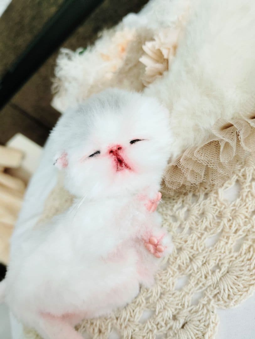 生まれたて♡生後２日子猫ちゃん♡エキゾベビー♡お布団セット♡アートドール♡