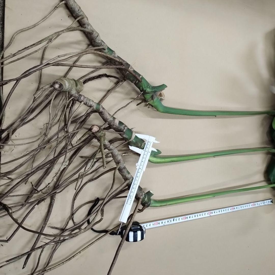 モンステラ　観葉植物　３本まとめて