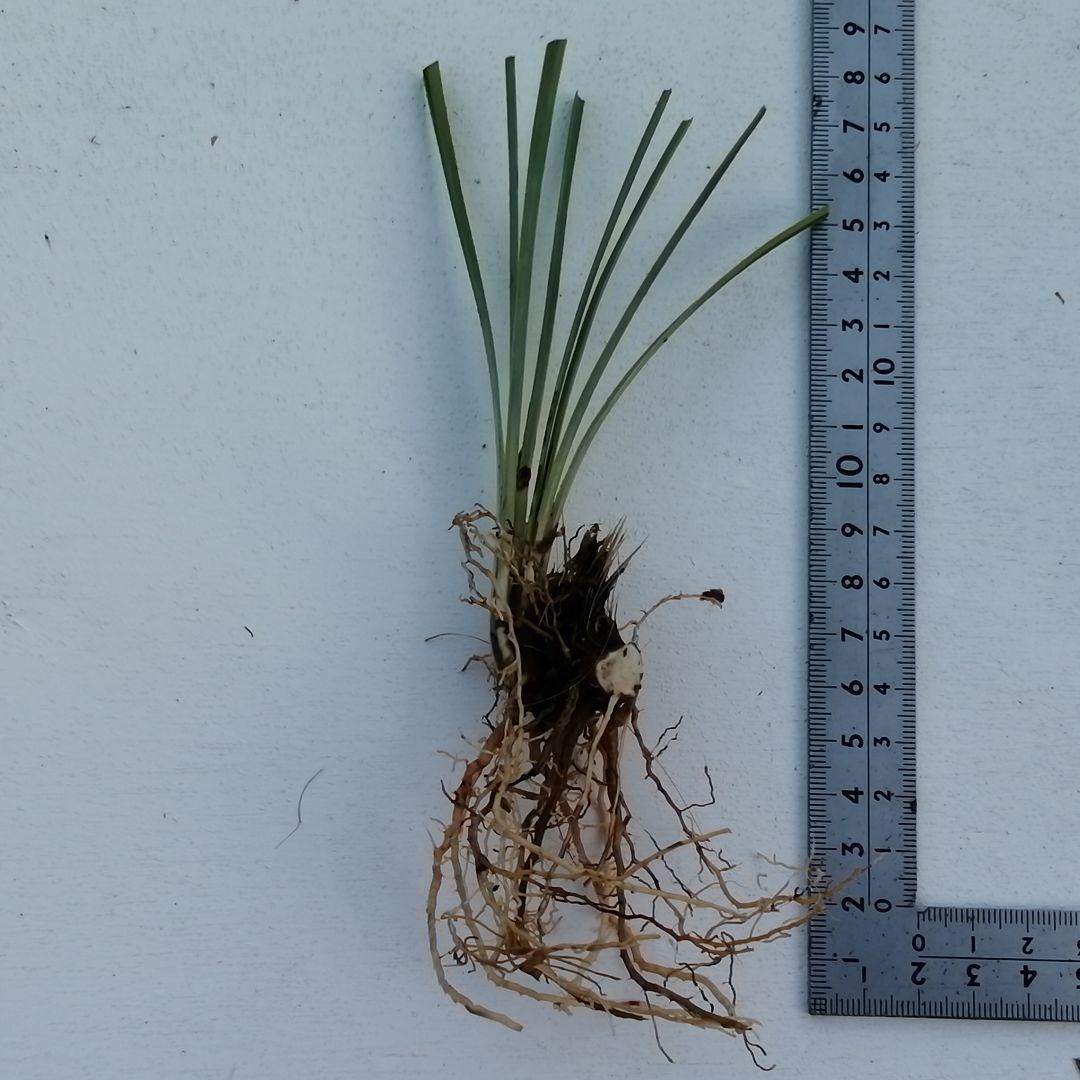 フイリヤブラン株分け苗　100芽　斑入りヤブラン苗　メルカリ便送料込み