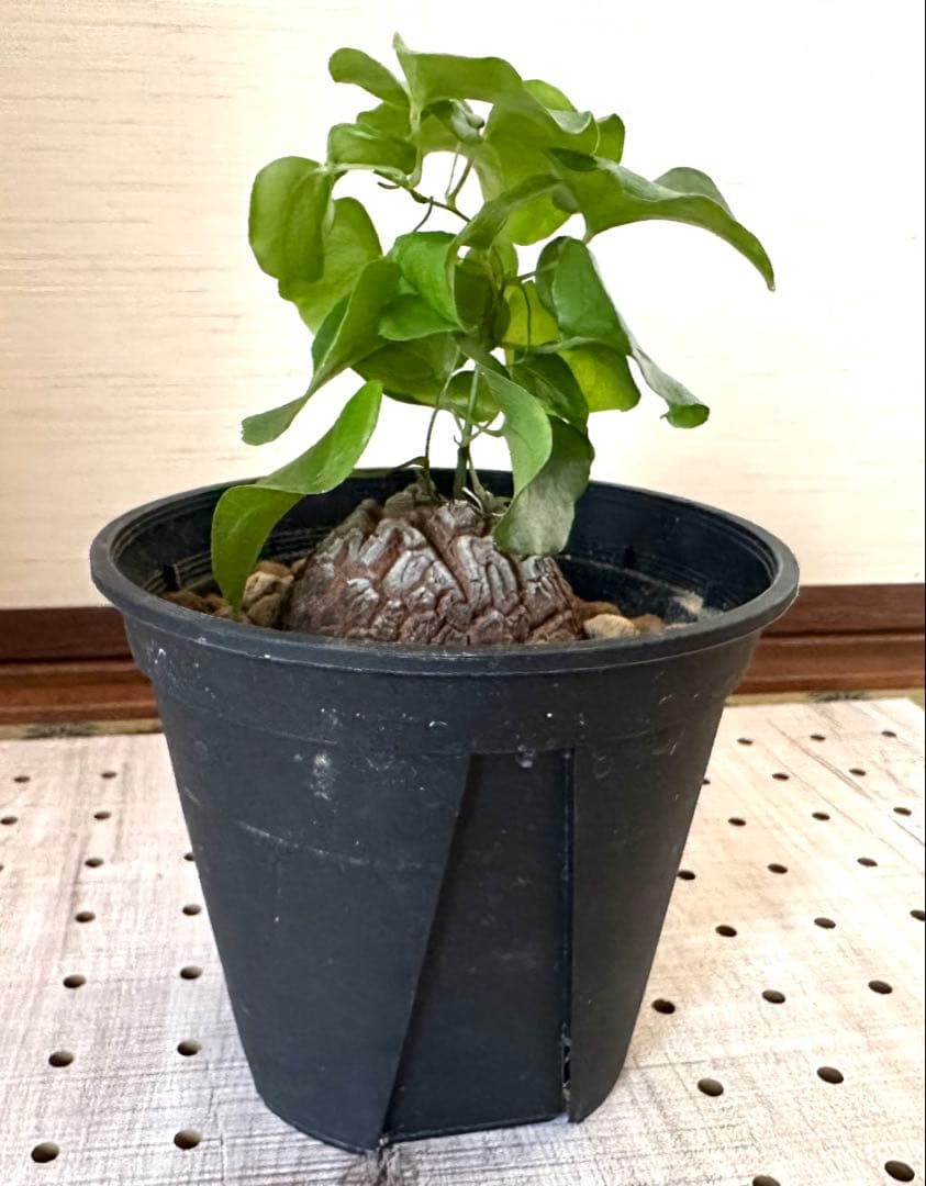 塊根植物　亀甲竜　塊根　5、5cm