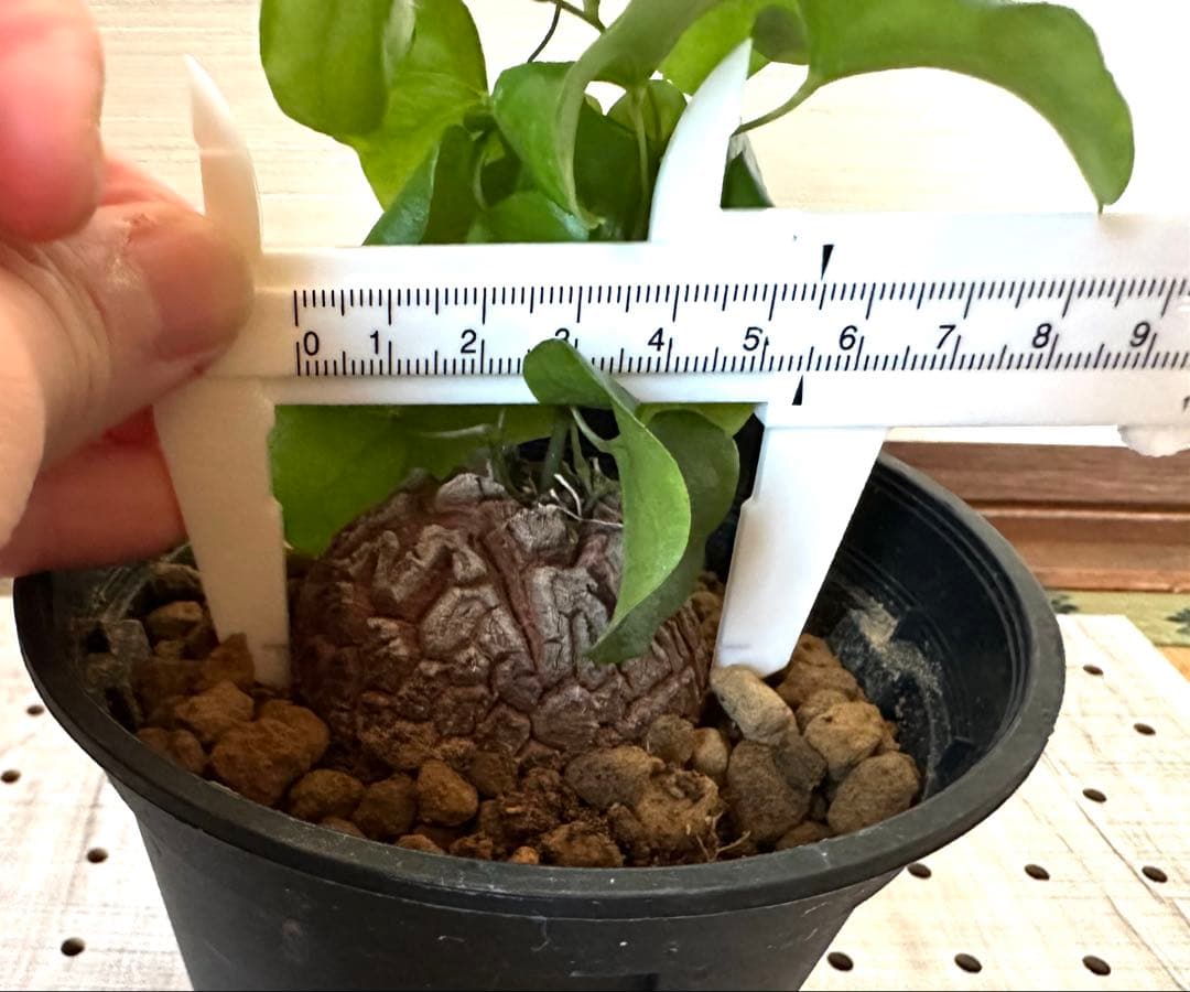 塊根植物　亀甲竜　塊根　5、5cm