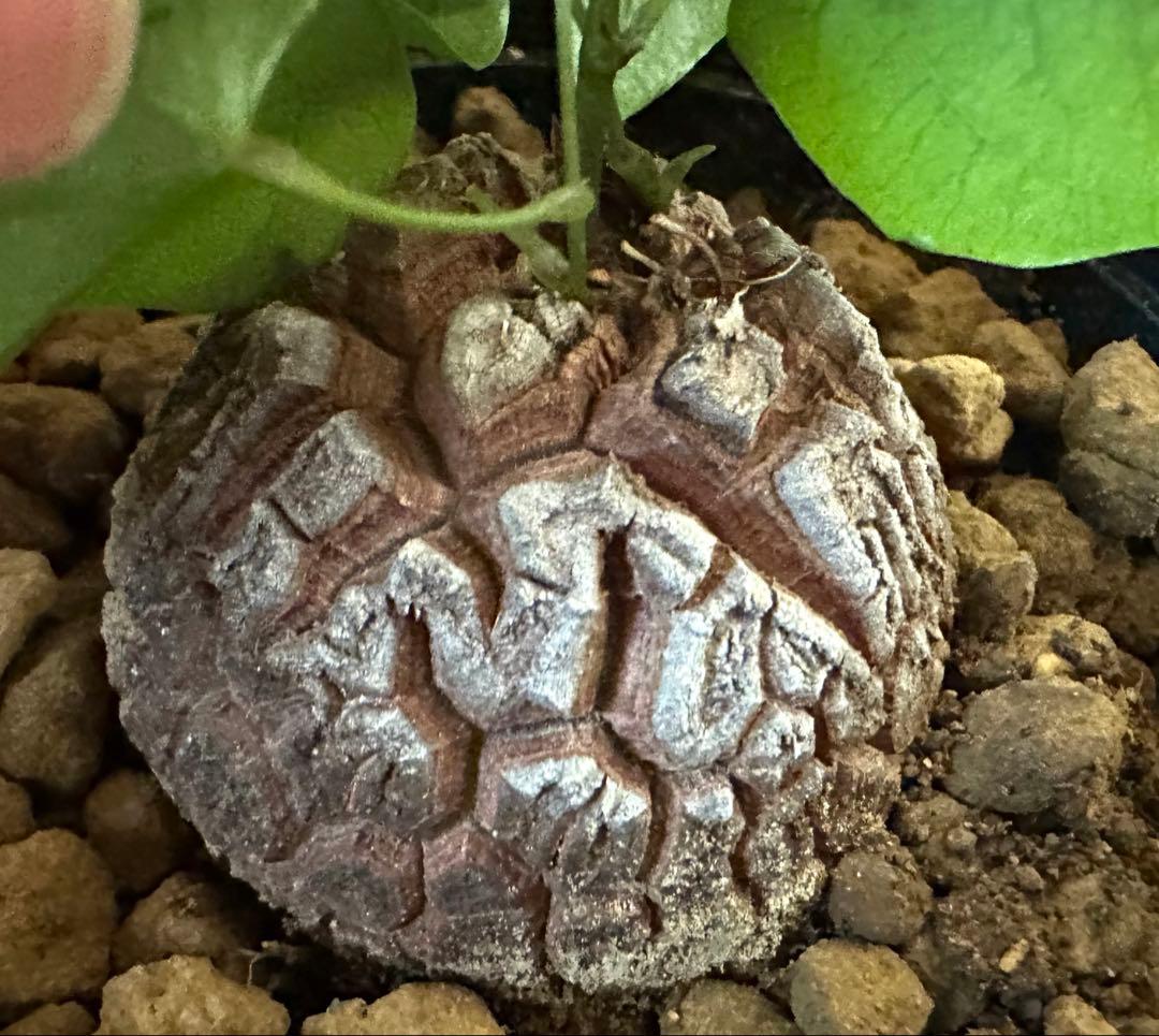 塊根植物　亀甲竜　塊根　5、5cm