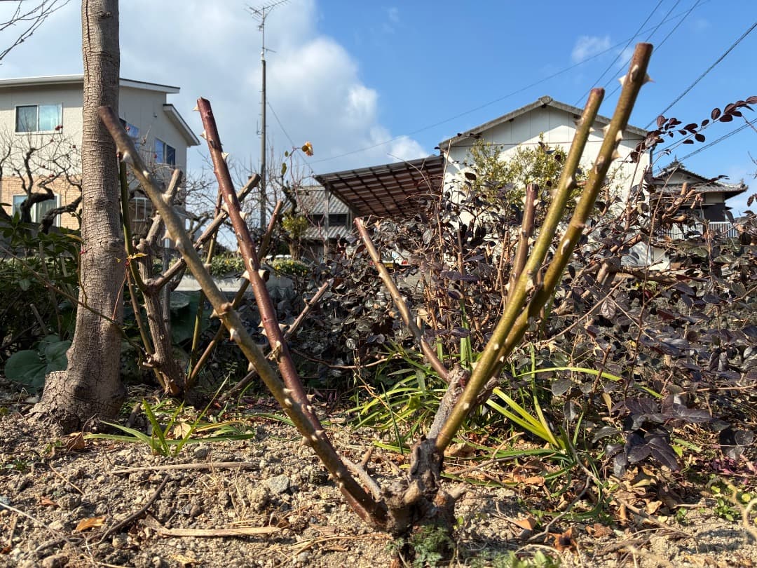 専用です。バラ【スヴニール ドゥ ラ マルメゾン】四季咲オールドローズ