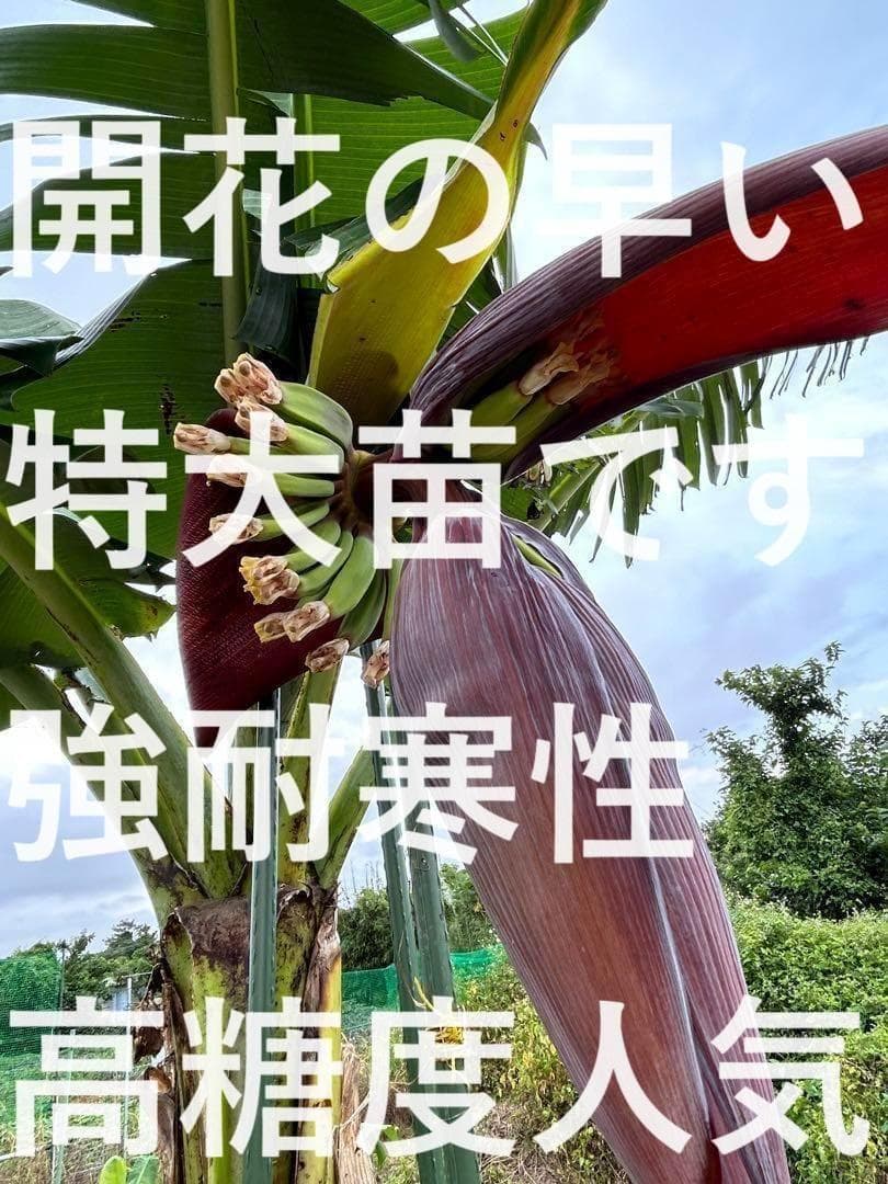 激安◆2m10cm超巨大苗◆糖度と酸味の饗宴◆ドワーフブラジルアップル・バナナ苗