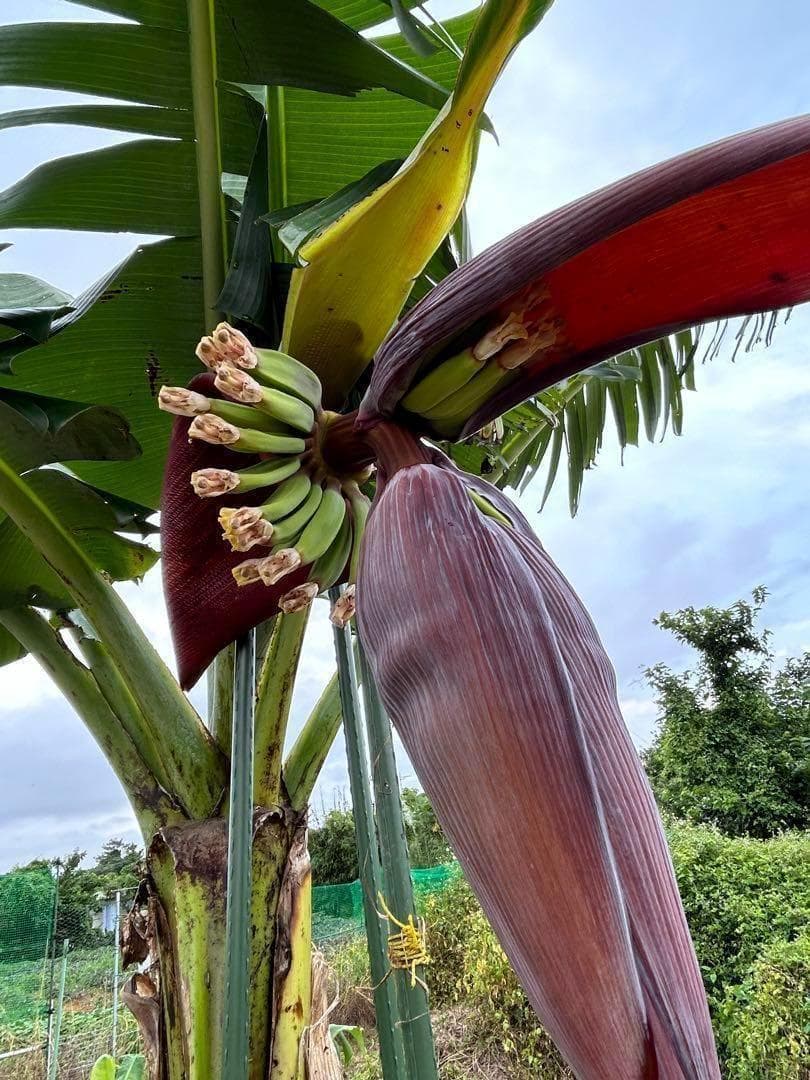 激安◆2m10cm超巨大苗◆糖度と酸味の饗宴◆ドワーフブラジルアップル・バナナ苗