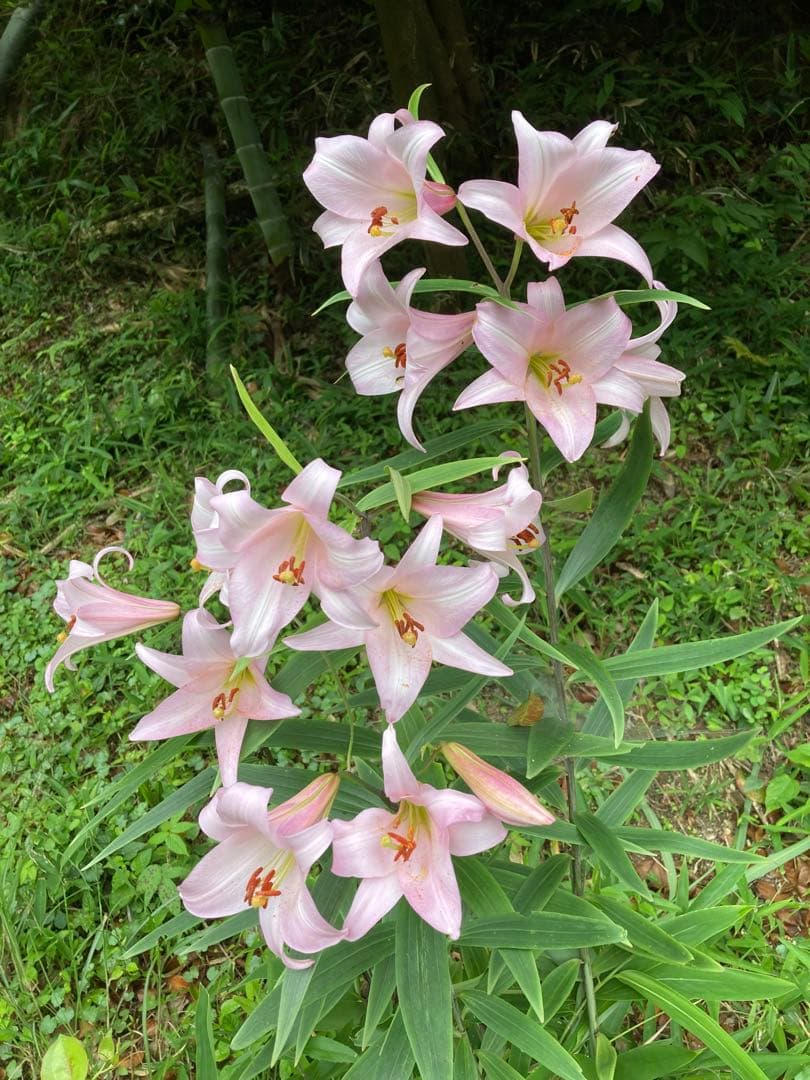 ササユリ開花球根3球