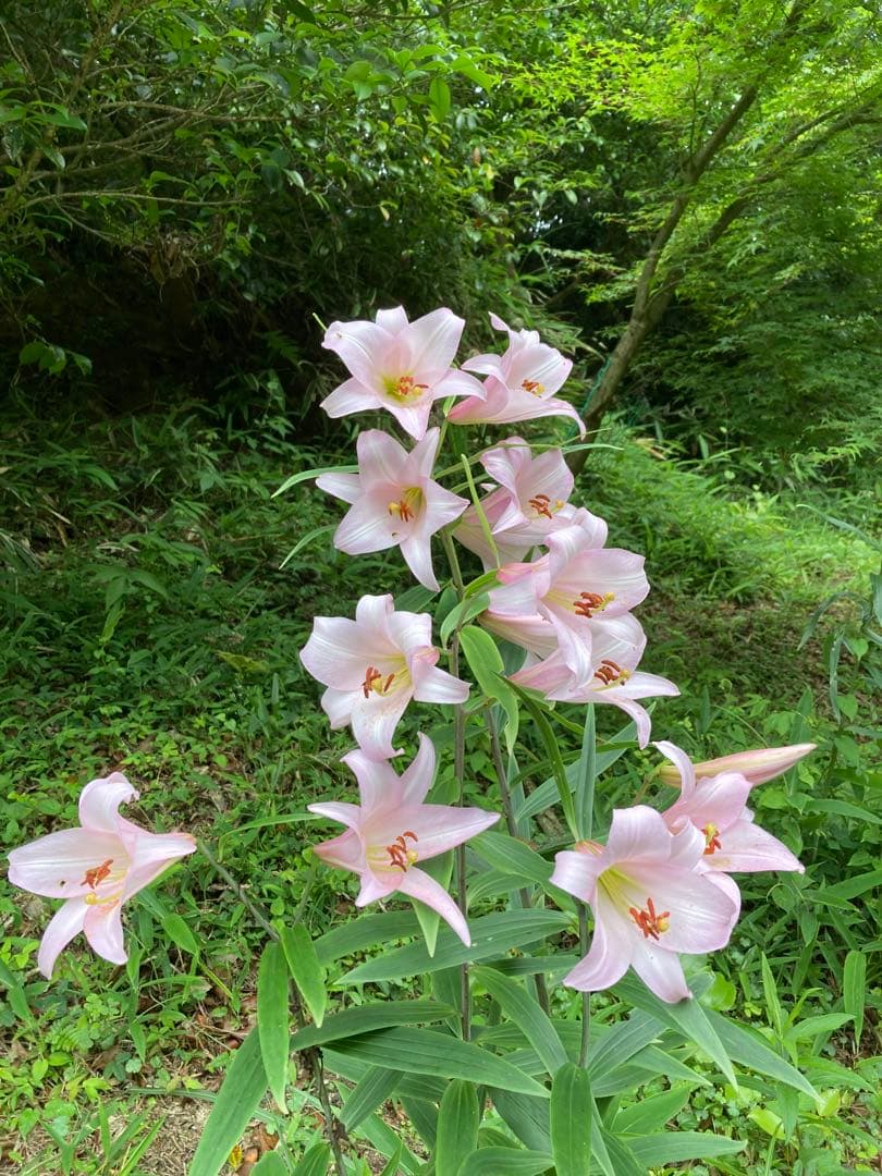 ササユリ開花球根3球