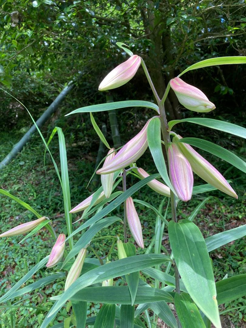 ササユリ開花球根3球