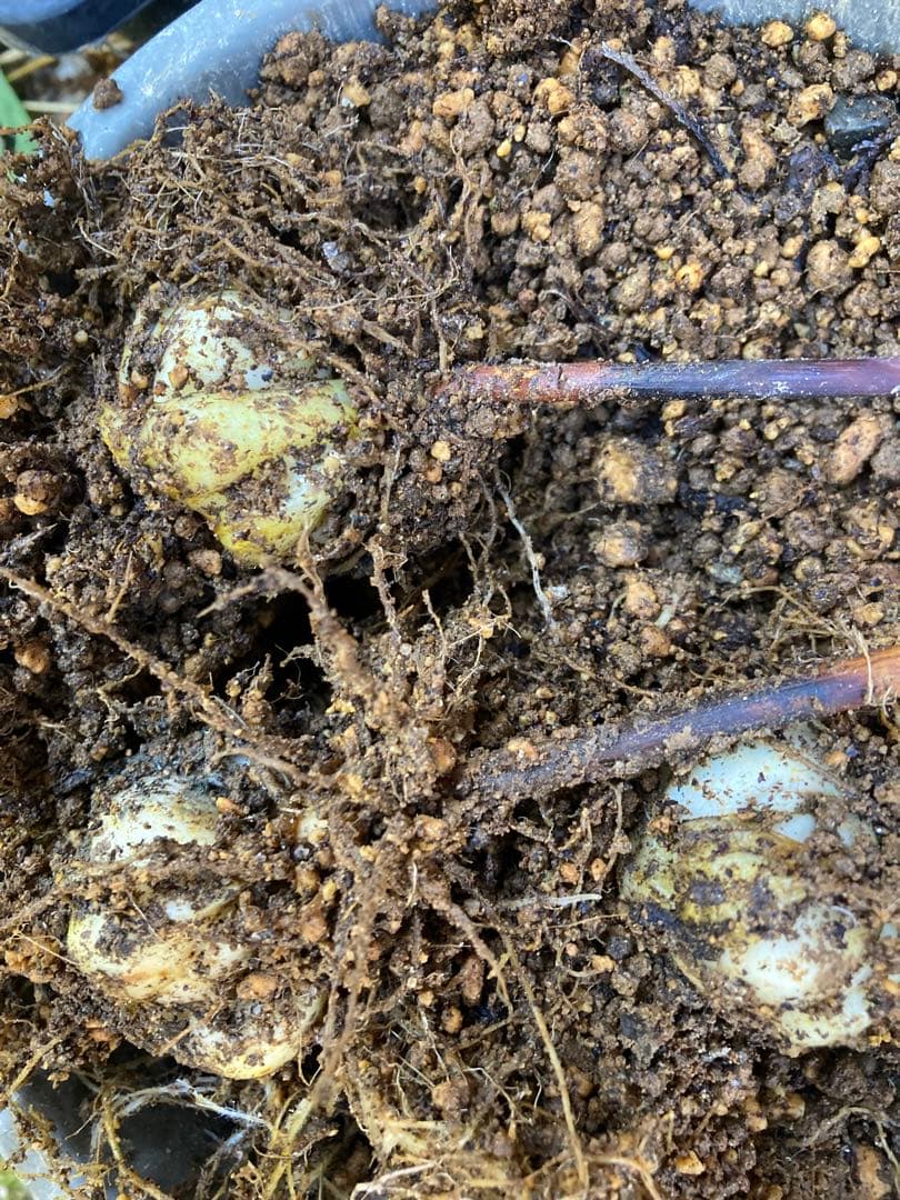 ササユリ開花球根3球