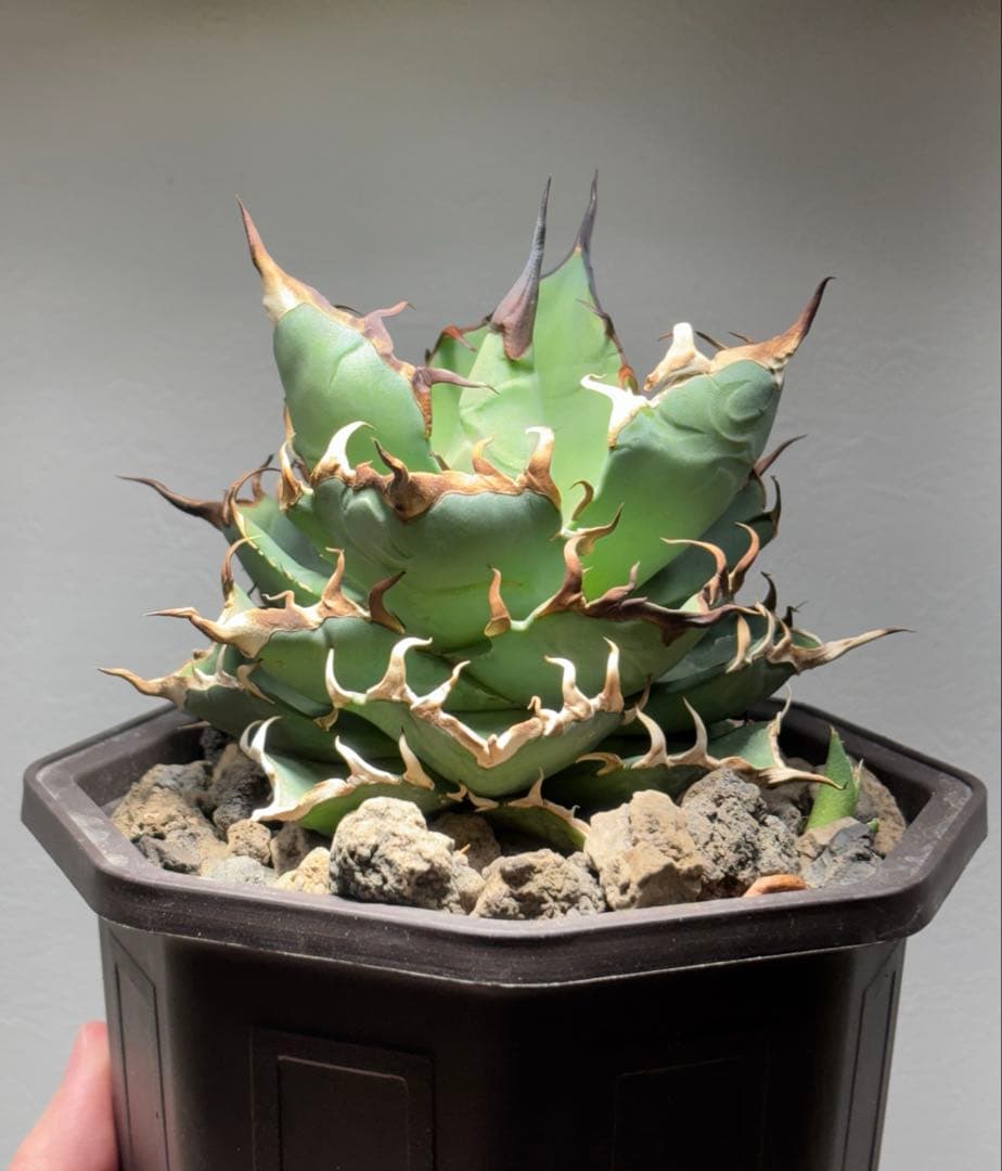 アガベ チタノタ ハデス 黒帝斯/恐竜牙歯 子株付き